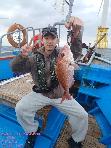 11/14 손맛 끝내주는 참돔타이라바낚시 선상낚시로 잡은 물고기 조황