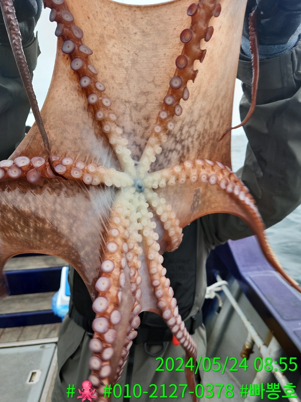 빠뽕호의 조황일지 이미지 - 5