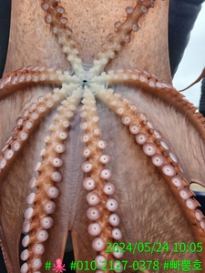 인원대비 130% 선상낚시로 잡은 물고기 조황