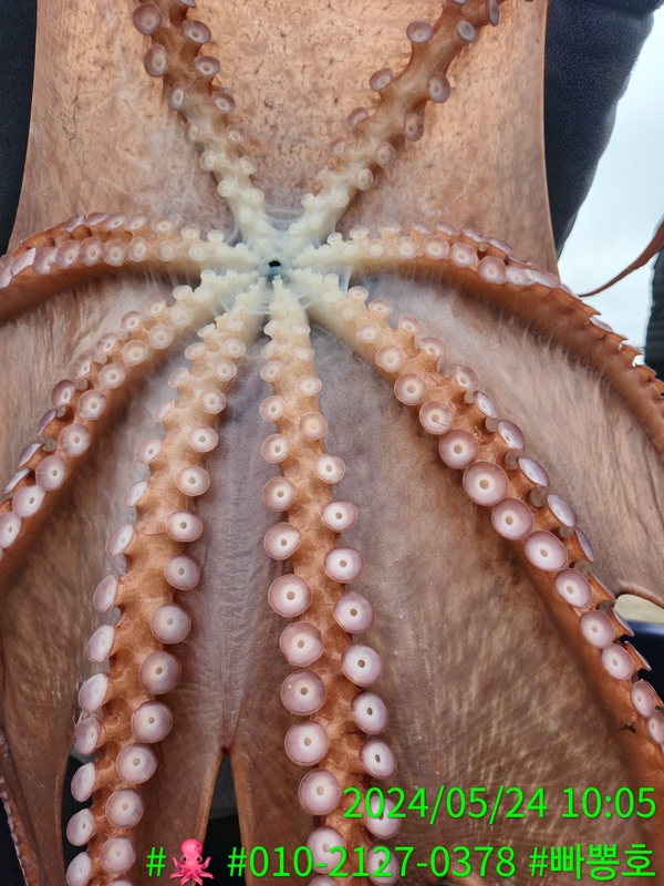 빠뽕호의 조황일지 이미지 - 0