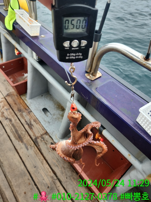 빠뽕호의 조황일지 이미지 - 17