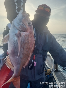 7일 안면도 5명 타이라바 오전반 선상낚시로 잡은 물고기 조황