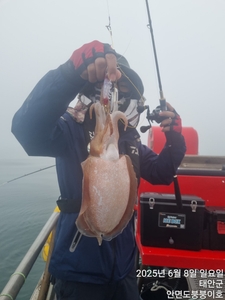 갑오징어 급출 선상낚시로 잡은 물고기 조황