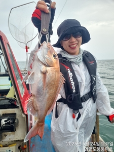 초보들 낚시대 채비포함  몸만오신 다잡아ㅎㅎ 선상낚시로 잡은 물고기 조황