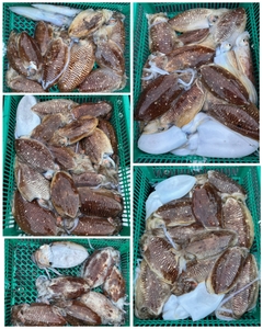 12월 20일 갑오징어 출조 선상낚시로 잡은 물고기 조황