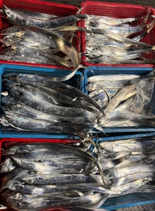 10월13일 갈치 텐야. 텐빈 종일반 선상낚시로 잡은 물고기 조황