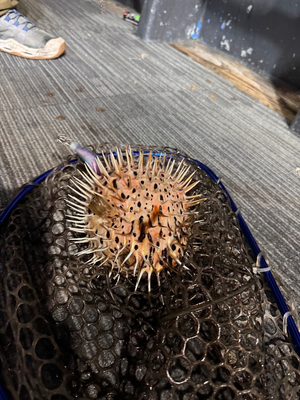 제주 데이지호(9.77t)의 조황일지 이미지 - 3