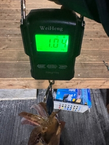 11월 12일 무늬오징어 팁런 2부 선상낚시로 잡은 물고기 조황