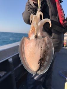 1월 21일 갑오징어 출조 선상낚시로 잡은 물고기 조황