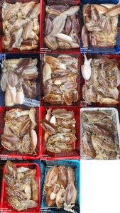 !!!제주 백호피싱!!! 4월 28일 갑오징어 조황 선상낚시로 잡은 물고기 조황