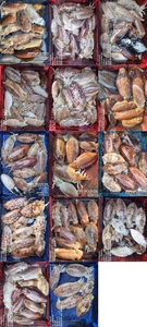 !!!제주 백호피싱!!! 3월 21일 갑오징어 조황 선상낚시로 잡은 물고기 조황