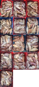 !!!제주 백호피싱!!! 3월 11일 갑오징어 조황 선상낚시로 잡은 물고기 조황