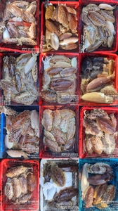 !!!제주 백호피싱!!! 4월 20일 갑오징어 조황 선상낚시로 잡은 물고기 조황