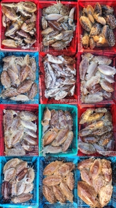 !!!제주 백호피싱!!! 26년 1월 27일 갑오징어 조황 선상낚시로 잡은 물고기 조황