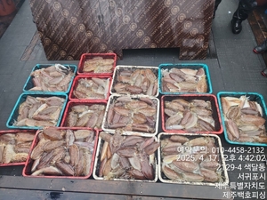 !!!!제주 백호피싱!!! 4월 17일 갑오징어 조황 선상낚시로 잡은 물고기 조황