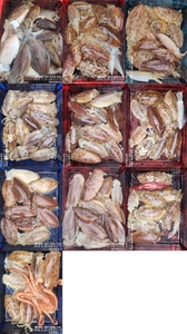 !!!제주 백호피싱!!! 3월 29일 갑오징어 조황 선상낚시로 잡은 물고기 조황