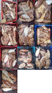 !!!제주 백호피싱!!! 5월 19일 갑오징어 조황 선상낚시로 잡은 물고기 조황