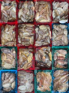 !!!제주 백호피싱!!! 26년 1월 26일 갑오징어 조황 선상낚시로 잡은 물고기 조황