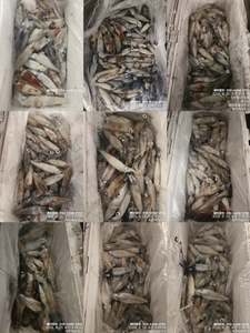 !!!제주 백호피싱!!! 8월 19일 한치 조황 선상낚시로 잡은 물고기 조황