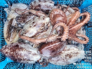 !!!제주 백호피싱!!! 26년 1월 17일 갑오징어 조황 선상낚시로 잡은 물고기 조황