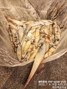 !!! 제주 백호피싱!!! 7월 5일 야간한치 조황 선상낚시로 잡은 물고기 조황