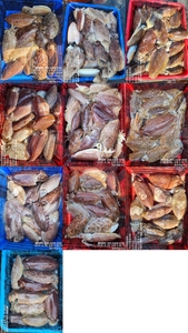 !!!제주 백호피싱!!! 4월 26일 갑오징어 조황 선상낚시로 잡은 물고기 조황