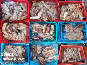 !!!제주 백호피싱!!! 26년 1월 23일 갑오징어 조황 선상낚시로 잡은 물고기 조황