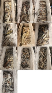 !!!제주 백호피싱!!! 7월21일 한치 조황 선상낚시로 잡은 물고기 조황