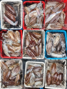 !!!제주 백호피싱!!! 4월 18일 갑오징어 조황 선상낚시로 잡은 물고기 조황