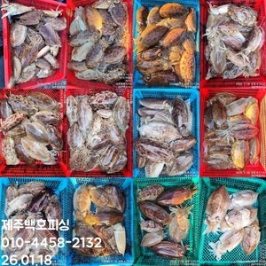 !!!제주 백호피싱!!! 26년 1월 18일 갑오징어 조황 선상낚시로 잡은 물고기 조황