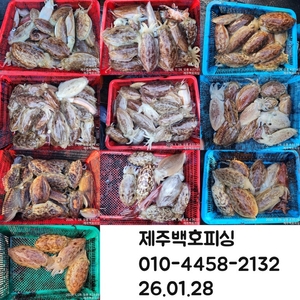 !!!제주 백호피싱!!! 26년 1월 28일 갑오징어 조황 선상낚시로 잡은 물고기 조황