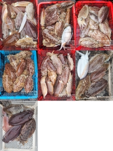 !!!제주 백호피싱!!! 4월 11일 갑오징어 조황 선상낚시로 잡은 물고기 조황