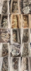 !!!제주 백호피싱!!! 7월24일 한치 조황 선상낚시로 잡은 물고기 조황