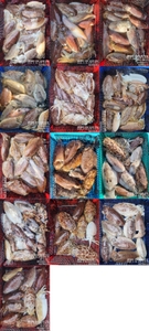 !!!제주 백호피싱!!! 3월 19,20일 갑오징어 조황 선상낚시로 잡은 물고기 조황