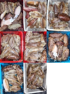 !!!제주 백호피싱!!! 4월 6일 갑오징어 조황 선상낚시로 잡은 물고기 조황