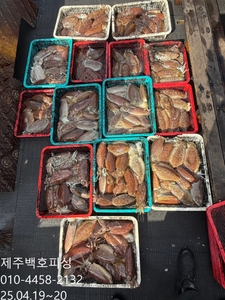 !!!!제주 백호피싱!!! 4월 19,20일 갑오징어 조황 선상낚시로 잡은 물고기 조황
