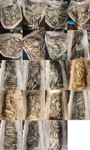 !!!제주 백호피싱!!! 7월30일 한치 조황 선상낚시로 잡은 물고기 조황