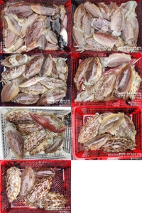 !!!제주 백호피싱!!! 4월 12일 갑오징어 조황 선상낚시로 잡은 물고기 조황