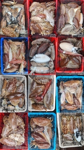 !!!제주 백호피싱!!! 4월 14일 갑오징어 조황 선상낚시로 잡은 물고기 조황