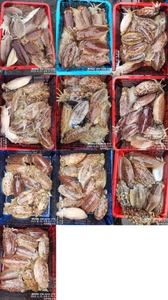 !!!제주 백호피싱!!! 4월 29일 갑오징어 조황 선상낚시로 잡은 물고기 조황