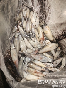 !!! 제주 백호피싱!!! 7월 7일 야간한치 조황 선상낚시로 잡은 물고기 조황
