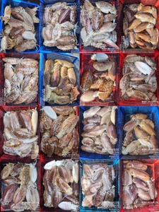 !!!제주 백호피싱!!! 3월 5~6일 갑오징어 조황 선상낚시로 잡은 물고기 조황