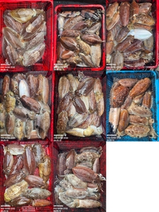 !!!제주 백호피싱!!! 5월 12일 갑오징어 조황 선상낚시로 잡은 물고기 조황