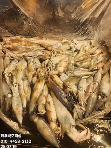 !!! 제주 백호피싱!!! 7월 18일 야간한치 굿조황 선상낚시로 잡은 물고기 조황