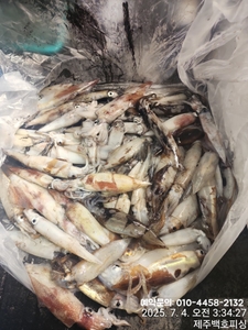 !!! 제주 백호피싱!!! 7월 3일 야간한치 조황 선상낚시로 잡은 물고기 조황