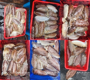 !!!제주 백호피싱!!! 4월 22일 갑오징어 조황 선상낚시로 잡은 물고기 조황