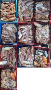 !!!제주 백호피싱!!! 5월 16일 갑오징어 조황 선상낚시로 잡은 물고기 조황