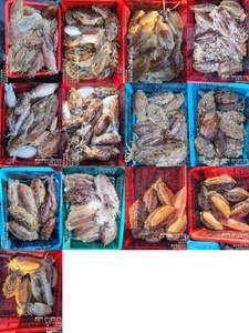 !!!제주 백호피싱!!! 26년 1월 31일 갑오징어 조황 선상낚시로 잡은 물고기 조황