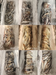 !!!제주 백호피싱!!! 7월16일 한치 조황 선상낚시로 잡은 물고기 조황