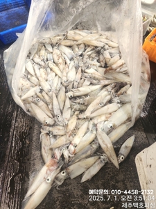 !!! 제주 백호피싱!!! 6월 30일 야간한치 오징어 굿조황 선상낚시로 잡은 물고기 조황
